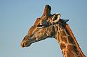 202 Ongava game reserve, little ongava, giraf